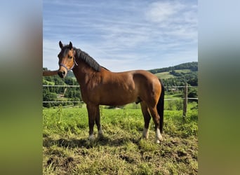 Freiberger, Ruin, 6 Jaar, 153 cm, Bruin