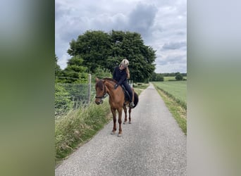 Freiberger Mix, Ruin, 6 Jaar, 160 cm, Donkere-vos