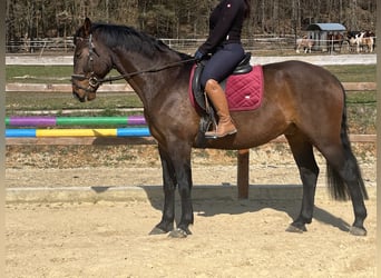 Freiberger, Ruin, 6 Jaar, 164 cm, Bruin