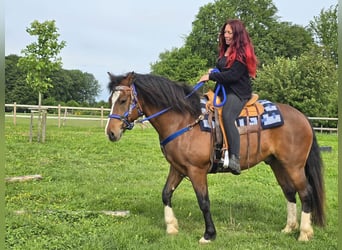 Freiberger, Ruin, 7 Jaar, 156 cm, Bruin