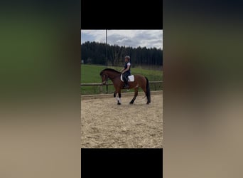 Freiberger, Ruin, 7 Jaar, 161 cm, Bruin