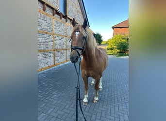 Freiberger, Ruin, 8 Jaar, 154 cm, Vos