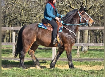 Freiberger Mix, Ruin, 9 Jaar, 157 cm, Bruin