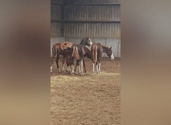 Freiberger, Semental, 1 año, 157 cm, Alazán-tostado