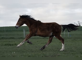 Freiberger, Semental, 3 años, Castaño