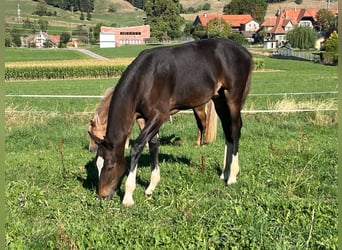 Freiberger, Semental, Potro (03/2026), 156 cm, Castaño oscuro