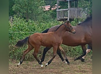 Freiberger, Semental, Potro (03/2026), 163 cm, Castaño