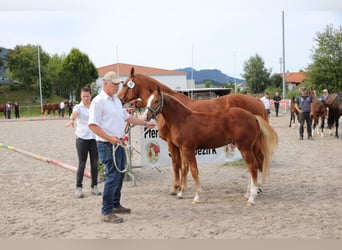 Freiberger, Semental, Potro (04/2025), Alazán
