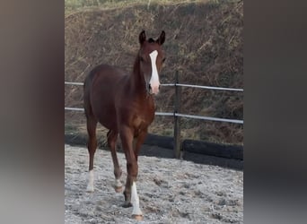 Freiberger, Semental, Potro (03/2026), Castaño oscuro