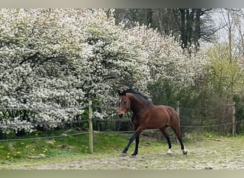 Freiberger, Stallion, 12 years, 15.2 hh, Bay
