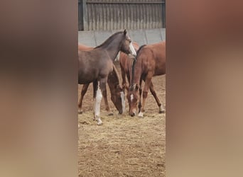 Freiberger, Stallion, 1 year, 15.1 hh, Chestnut