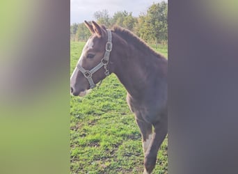 Freiberger, Stallion, 1 year, 15.1 hh, Chestnut