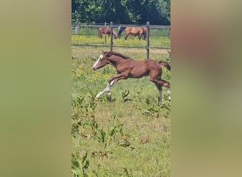 Freiberger, Stallion, 1 year, 15.1 hh, Chestnut