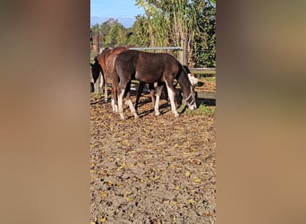 Freiberger, Stallion, 1 year, 15.1 hh, Chestnut