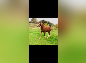 Freiberger, Stallion, 1 year, 15,1 hh, Chestnut-Red