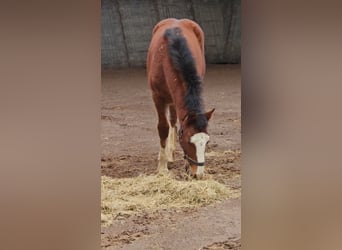 Freiberger, Stallion, 1 year, 15.2 hh, Brown