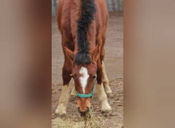 Freiberger, Stallion, 1 year, 15.2 hh, Brown