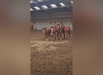 Freiberger, Stallion, 1 year, 15.2 hh, Brown