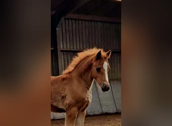 Freiberger, Stallion, 1 year, 15,2 hh, Chestnut