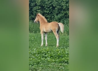 Freiberger, Stallion, 1 year, 15.2 hh, Chestnut-Red