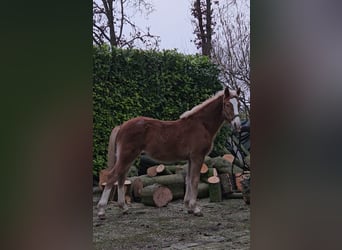 Freiberger, Stallion, 1 year, 15.2 hh, Chestnut-Red