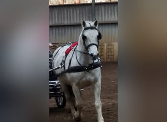 Freiberger, Stallion, 1 year, 15,2 hh, Chestnut-Red