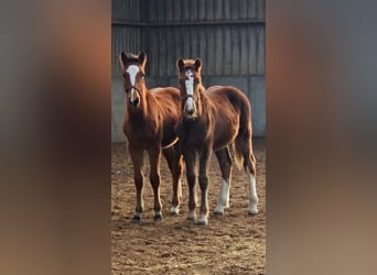 Freiberger, Stallion, 1 year, 15,2 hh, Chestnut-Red