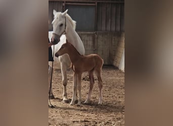 Freiberger, Stallion, 1 year, 15,2 hh, Chestnut-Red