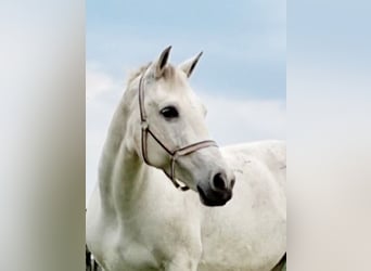 Freiberger, Stallion, 1 year, 15,2 hh, Chestnut-Red