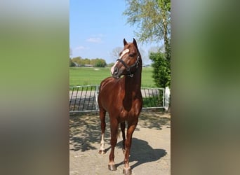 Freiberger, Stallion, 1 year, 15,2 hh, Chestnut-Red