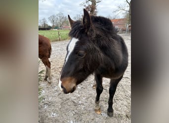 Freiberger, Stallion, 1 year, 15,2 hh, Smoky-Black