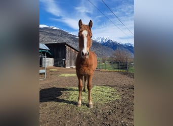 Freiberger, Stallion, 1 year, 15 hh, Chestnut-Red