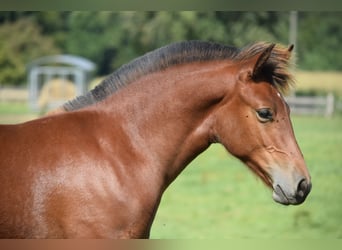 Freiberger, Stallion, 1 year, 15,1 hh, Brown