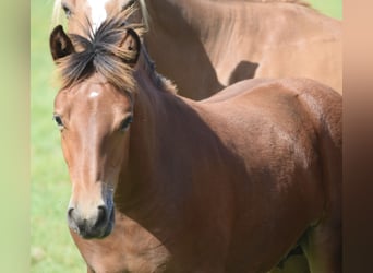 Freiberger, Stallion, 1 year, 15,1 hh, Brown