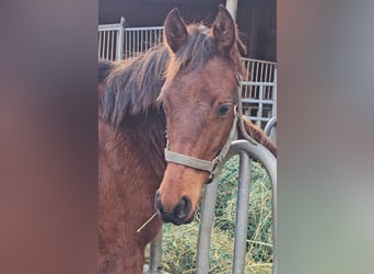 Freiberger, Stallion, 1 year, 15,2 hh, Brown