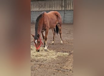 Freiberger, Stallion, 1 year, 15,2 hh, Brown