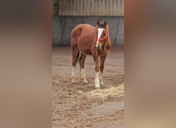 Freiberger, Stallion, 1 year, 15,2 hh, Brown