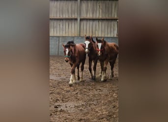 Freiberger, Stallion, 1 year, 15,2 hh, Brown