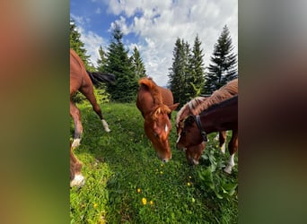 Freiberger, Stallion, 1 year, 15,2 hh, Chestnut-Red