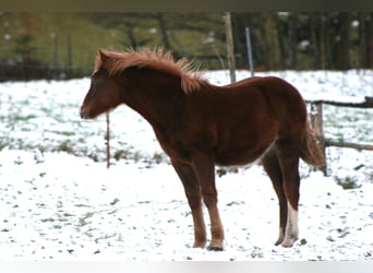 Freiberger, Stallion, 1 year, Chestnut-Red