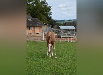 Freiberger, Stallion, 1 year, Chestnut-Red