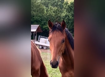 Freiberger, Stallion, 1 year