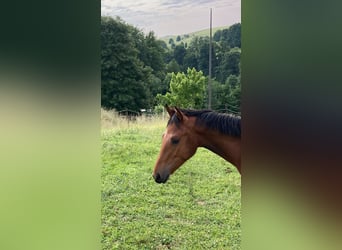 Freiberger, Stallion, 1 year