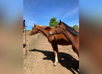Freiberger, Stallion, 1 year