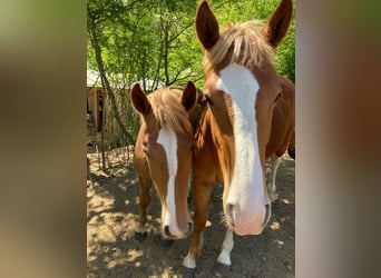 Freiberger, Stallion, 1 year