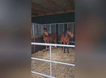 Freiberger, Stallion, 2 years, 15,2 hh, Brown