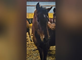 Freiberger, Stallion, 2 years, 15,2 hh, Brown