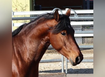 Freiberger, Stallion, 4 years, 14.3 hh, Brown