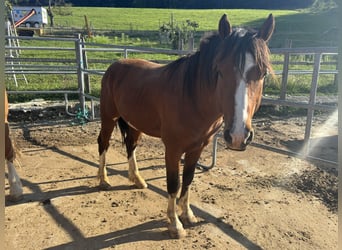 Freiberger, Stallion, 4 years, Brown