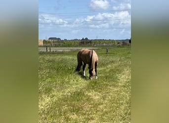 Freiberger, Stallion, 6 years, 15,1 hh, Brown
